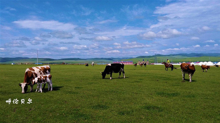 呼伦贝尔科技新品璀璨亮相,引领生活新纪元